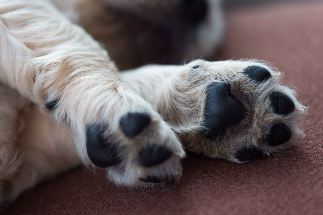 Perro con almohadillas suaves y sanas gracias al Bálsamo de almohadillas de perro