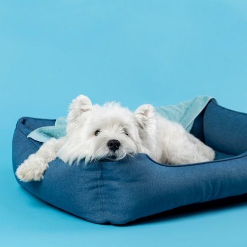 Perrito blanco tumbado en camita azul marino. El fondo de la imagen es azul clarito modo estudio. Es una imagen para el artículo: ¿Por qué nunca deberías usar crema Nivea, vaselina u otras cremas humanas en las almohadillas de tu perro?
