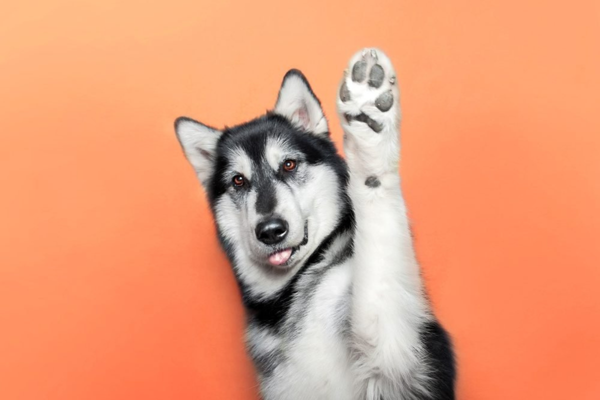 Perro mostrando la almohadilla de su pata para utilizar un bálsamo específico