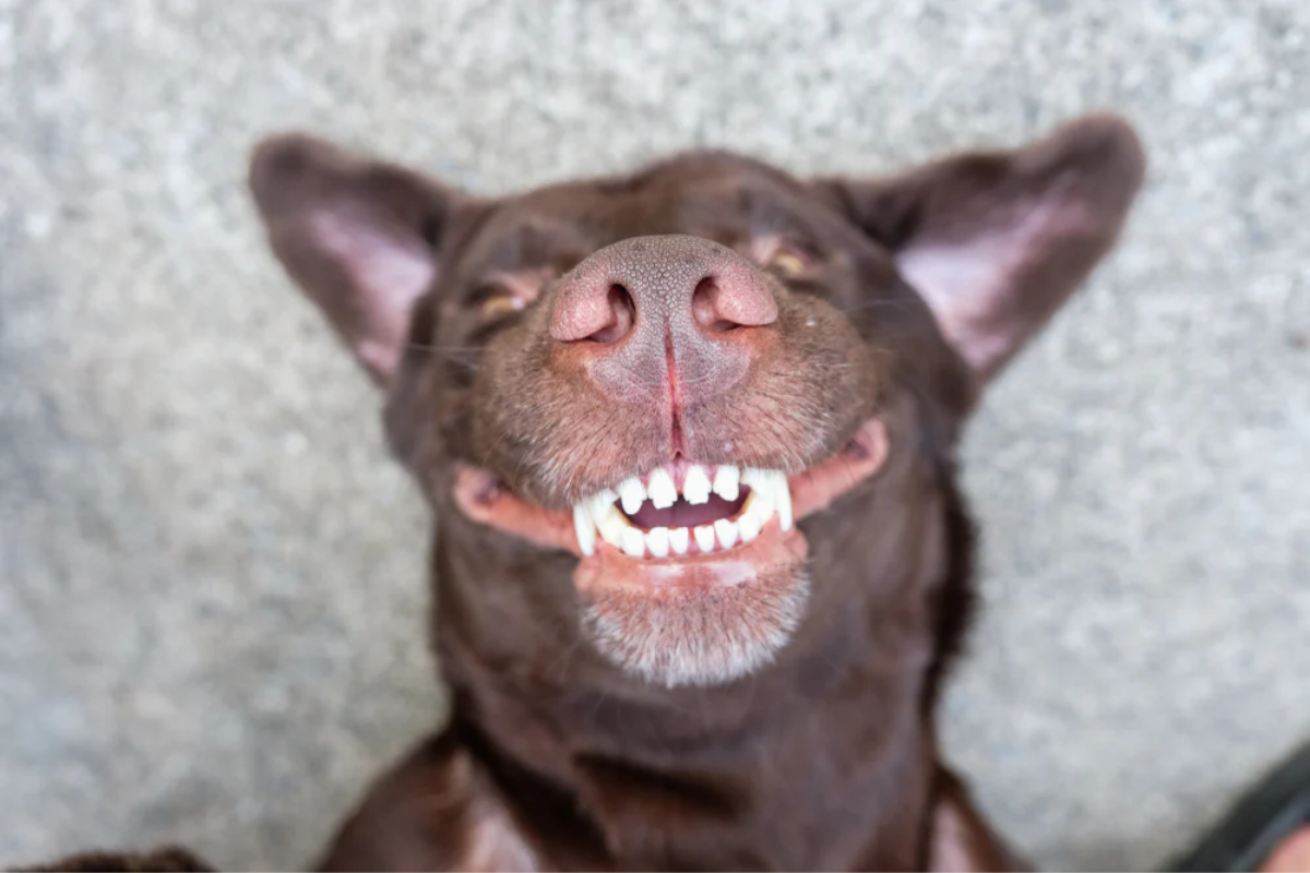 Perro mostrando sus dientes limpios y libres de sarro demostrando la importancia de la higiene dental canina